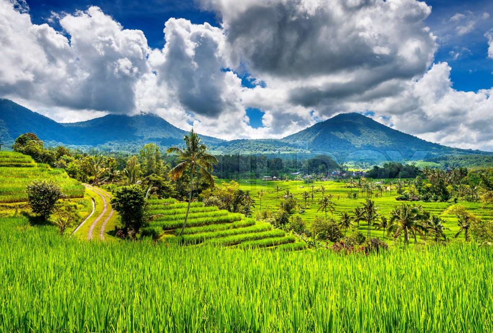 Ubud and Volcano Tour