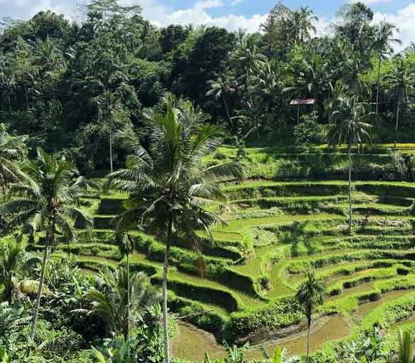 Ubud Tour ( Packages 1 )